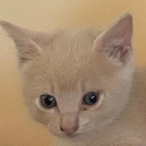 Meet your Posher, Lil